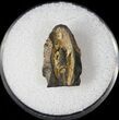Nice Triceratops Shed Tooth - Montana #12997-1